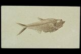 Detailed, Diplomystus Fossil Fish - Wyoming #92890-1